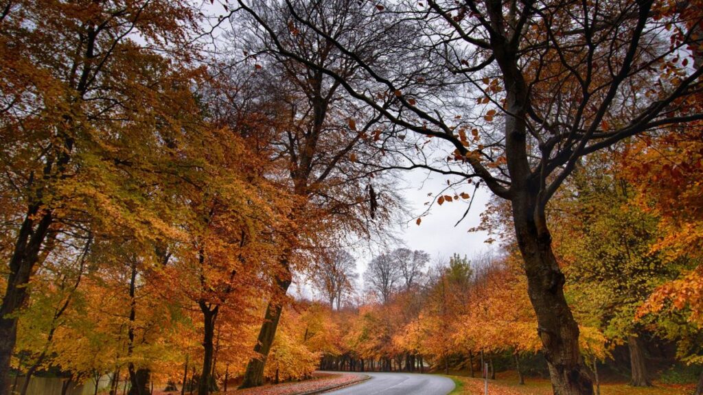 autumn foliage