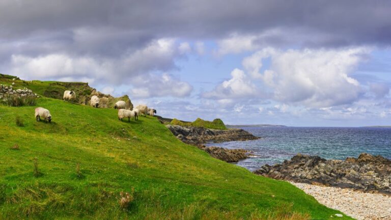 a herd of sheep standing on top of a lush green hillside