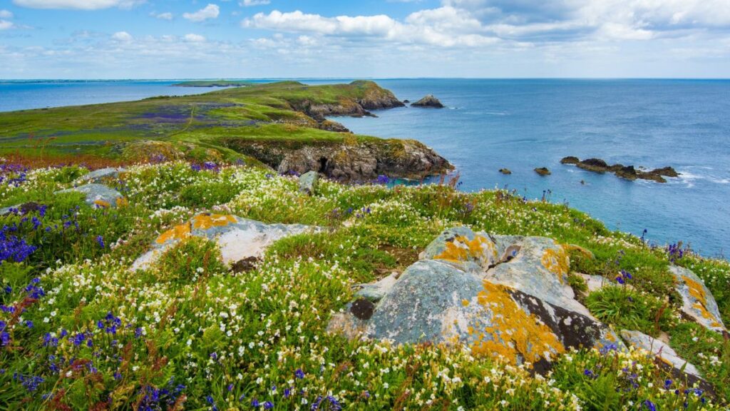 bed of white and purple petaled flowers beside sea