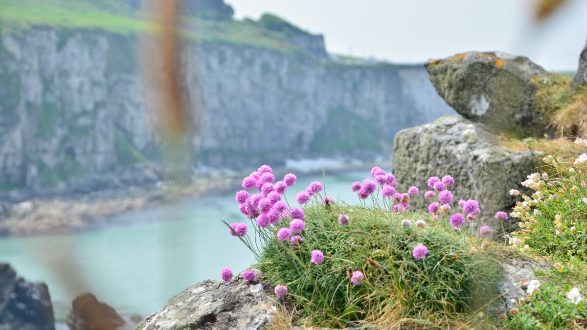 Flowers on top of cliff on coast of Ireland