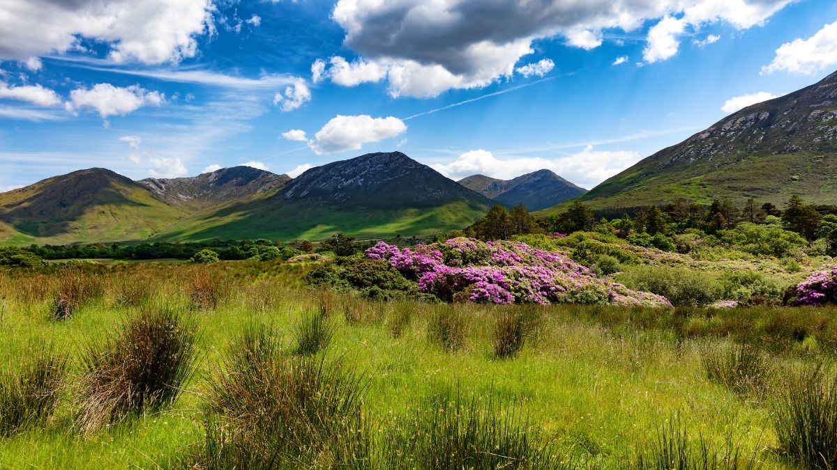 Green grass, flowers and hills in the countryside of Ireland