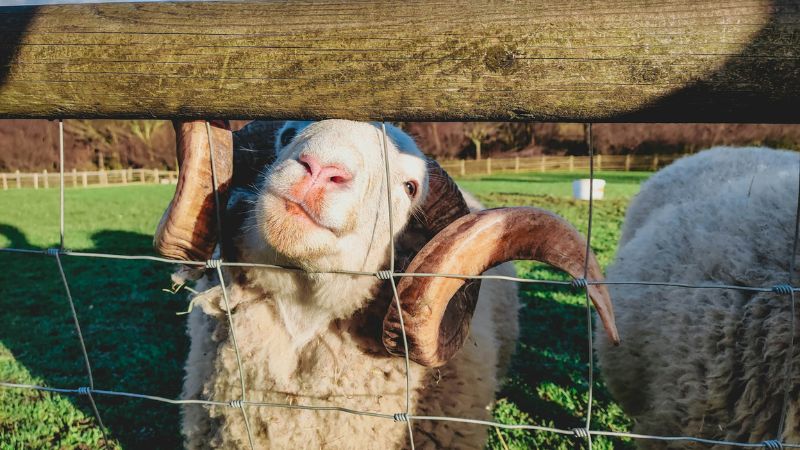 white sheep on green grass field during daytime