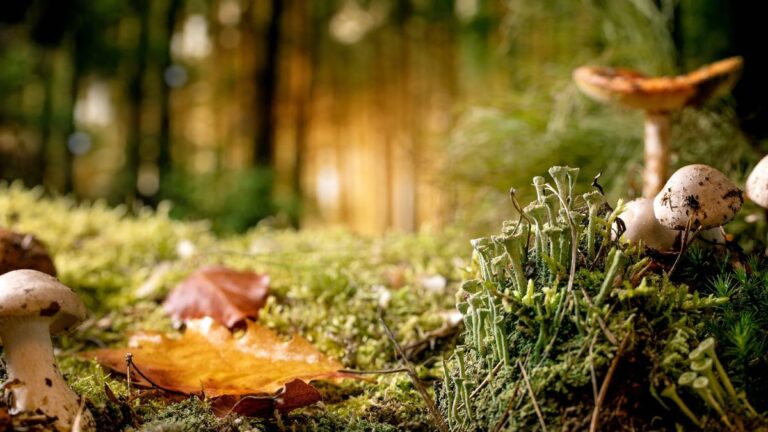 Fairytale ambiance magical autumn forest background. Autumn leaves, wild mushrooms and moss