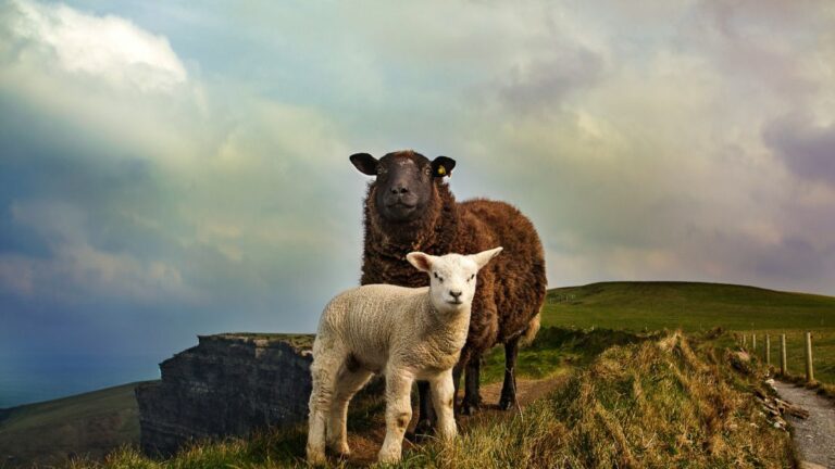 Young and adult sheep standing on a mountain