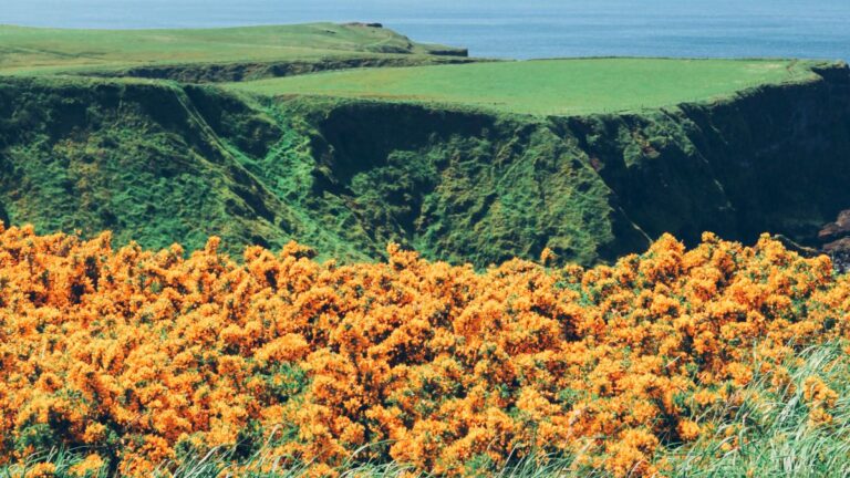spring flowers in Ireland