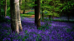 Blue Bells in Portglenone Forest, Ireland