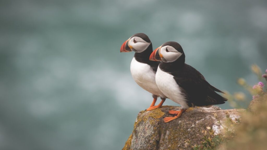 A pair of puffins sitting on a cliff on Great Saltee Island, Ireland.